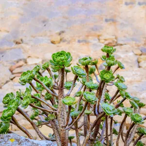 Rosetten-Dickblatt - Aeonium arboreum (Pflege, Merkmale, Blume, Bilder)