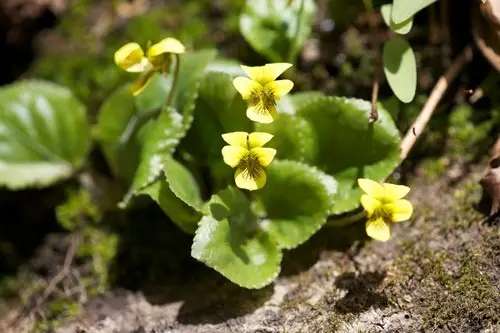 Roundleaf yellow violet