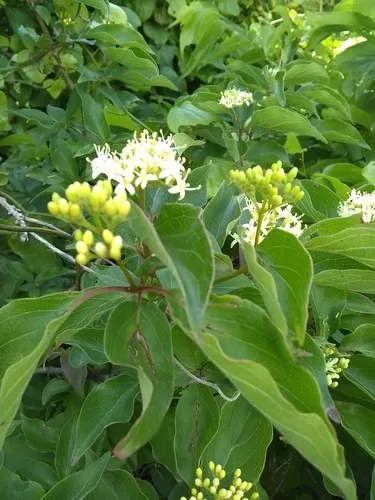 Rauhblttriger Hartriegel (Cornus drummondii) - PictureThis