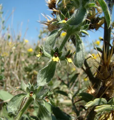 Mountain ironwort (Sideritis montana) - PictureThis