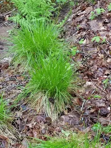 Carex faux-brome