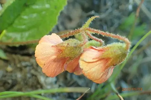 Hermannia cristata