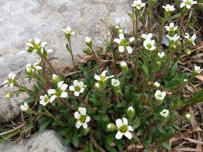 Saxifrage fausse androsace