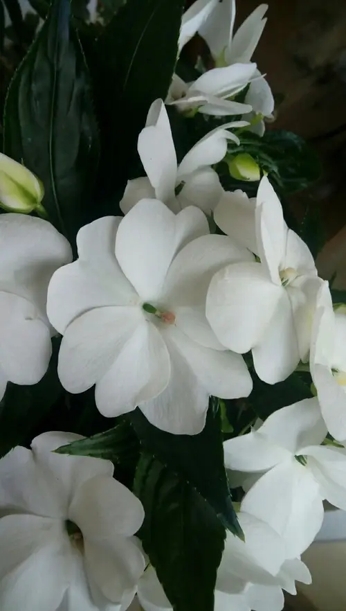 Touch-me-nots 'Sunpatiens Spreading Clear White'