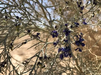 How to Grow and Care for Smoketree How to Grow and Care for Smoketree