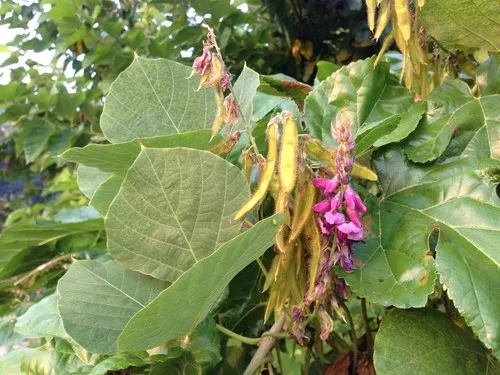 Kudzu - Pueraria montana (Taxonomy, Characteristics, Flower, Images,  Control)