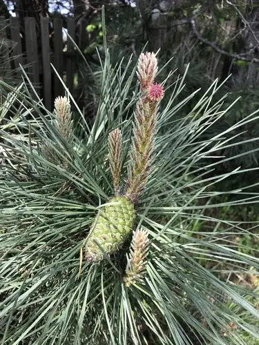 Pinus radiata var. radiata
