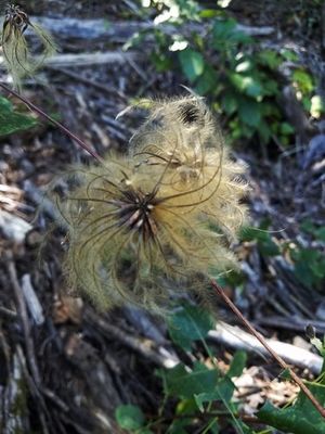 Clematis reticulata - PictureThis