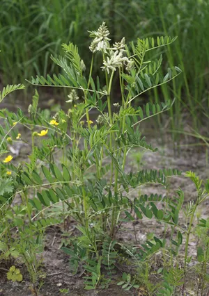 Astragalus uliginosus - PictureThis