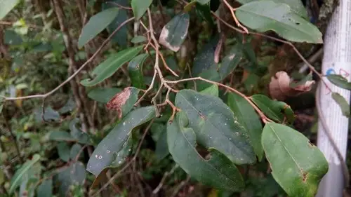 Sarcolaena oblongifolia