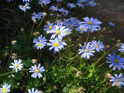 How to Grow and Care for Felicia