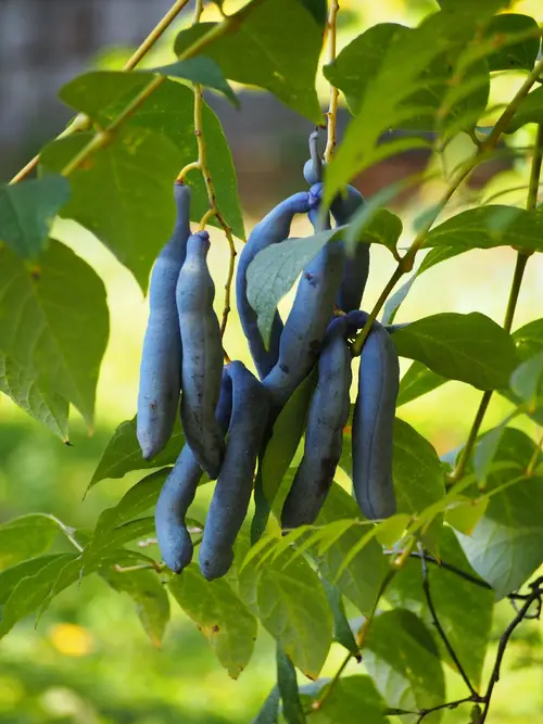 Fruit de saucisse bleue