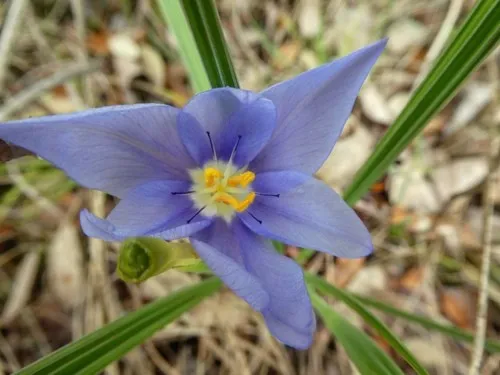 Prairie pleatleaf (Nemastylis geminiflora) - PictureThis