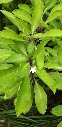 Lobelia scaevolifolia
