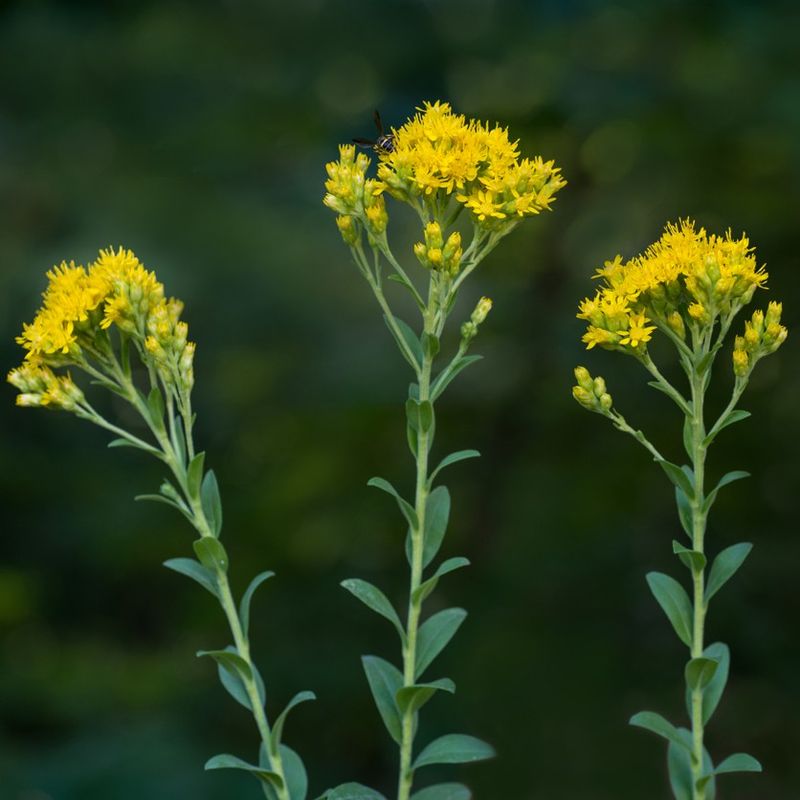 Solidago Rigida How to Solve Stiff Goldenrod Plant Problems?