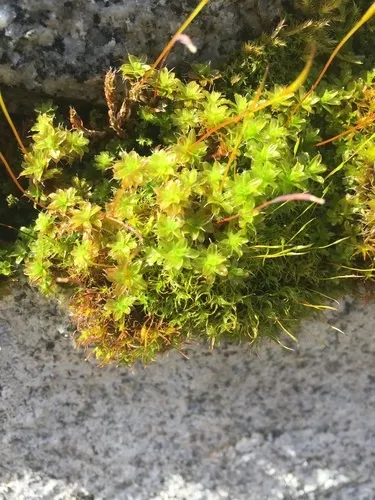 welche groe zimmerpflanze braucht wenig licht Pflegeleichte Pflanzen, wenig Licht  Green Me Up
