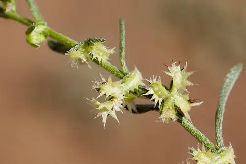 Pectocarya platycarpa