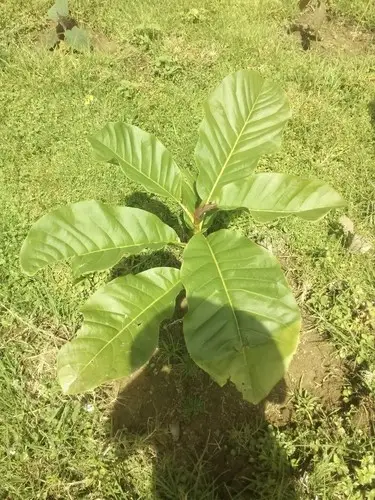 Magnolia hernandezii