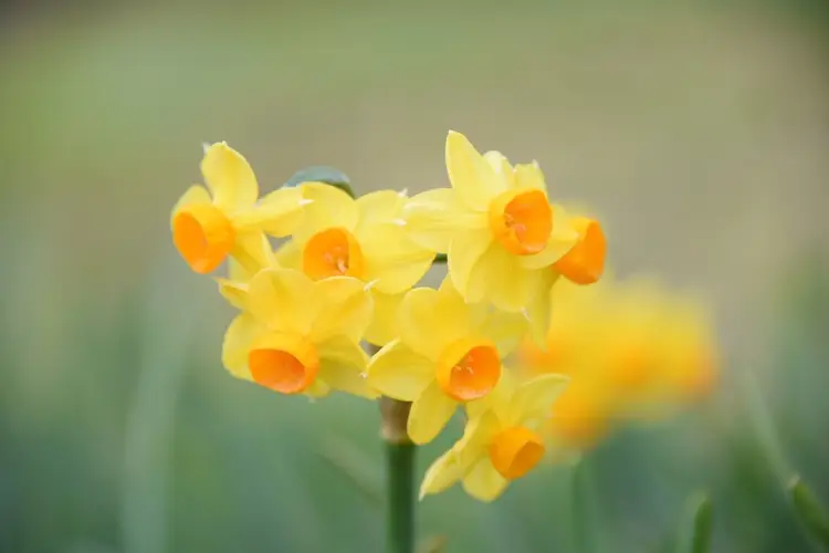 Daffodils 'Baby Boomer'