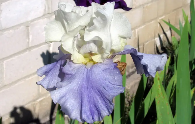 Iris germanica 'Stairway to Heaven'