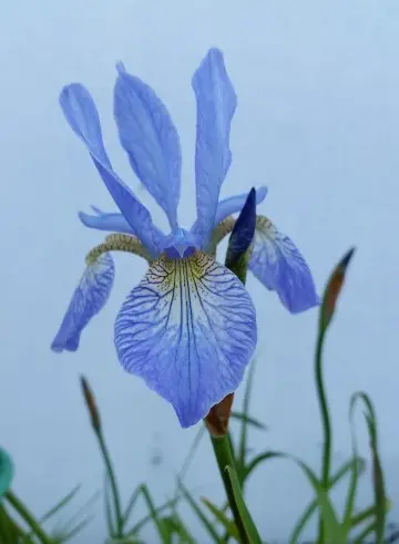 Siberian iris 'Perry's Blue'