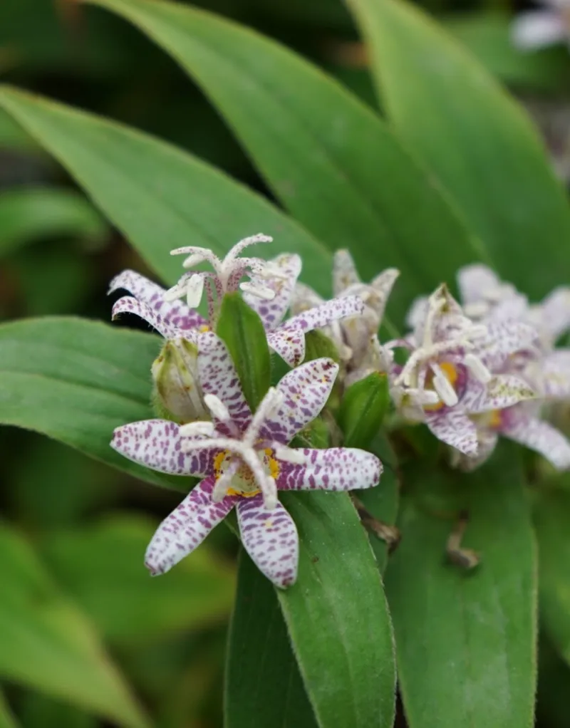 タイワンホトトギス（台湾杜鵑草） 'Samurai'の隠れた美しさと利点を