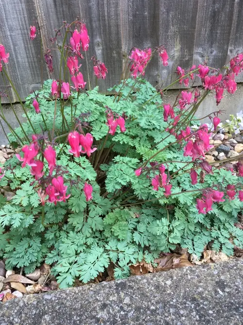 Dicentra 'King of Hearts'