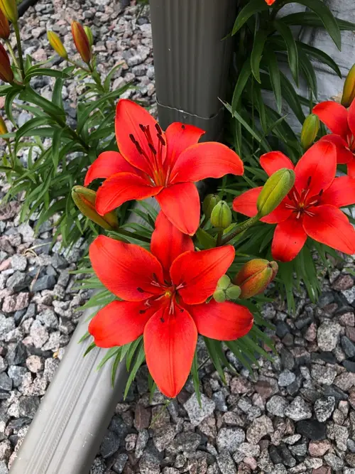 Lilies 'Crimson Pixie'