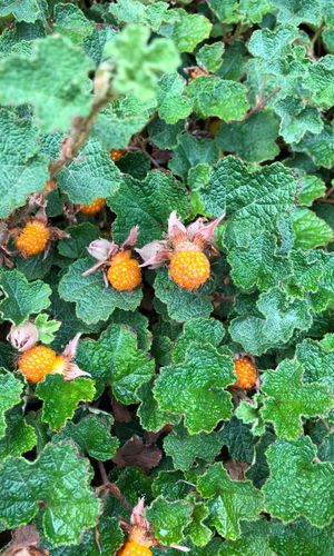 Creeping raspberry (Rubus rolfei) - PictureThis