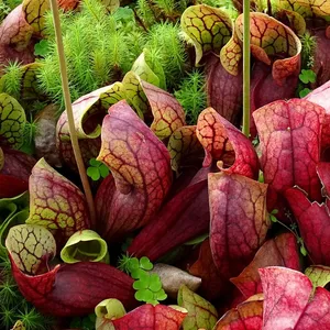 How to Grow and Care for Purple pitcher plant
