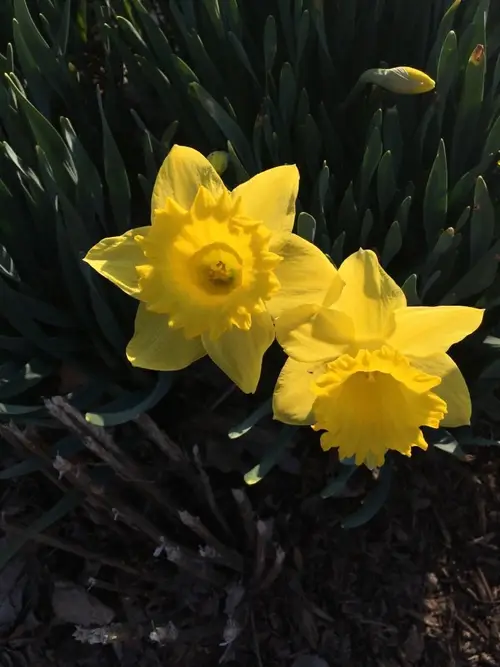 Daffodils 'Saint Keverne'