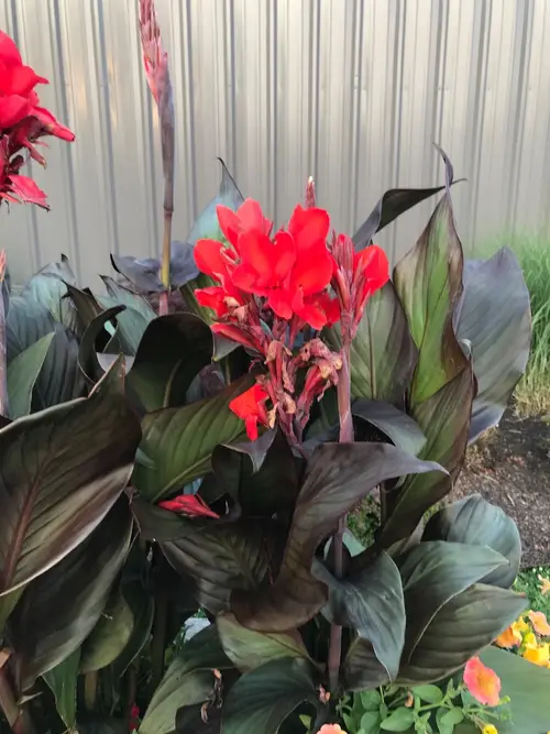Canna lily 'Toucan Scarlet'