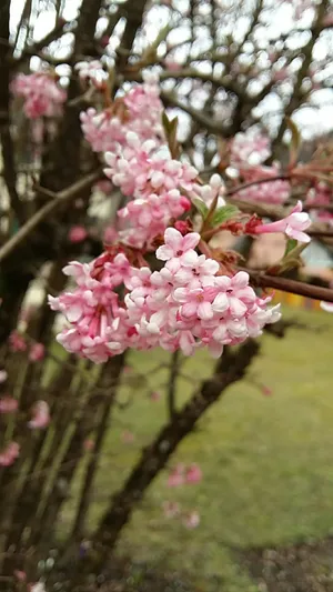 Viburnum Bodnantense 'Dawn' Arbuste Caduc Résistant - Pot 3L - Fleurs Hivernales Parfumées