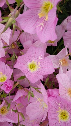 ヒルザキツキミソウ 'Rosea' (Oenothera speciosa 'Rosea') - PictureThis