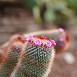 Mammillarie - Mammillaria spinosissima (Pflege, Merkmale, Blume, Bilder)