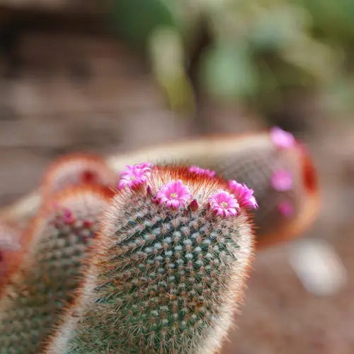 Cactus coussin