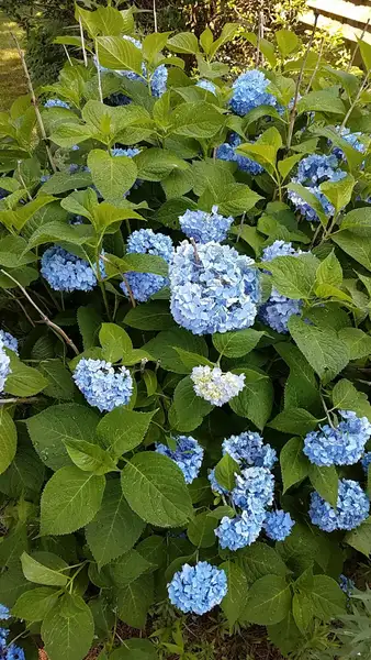 seto de hortensia azul nikko