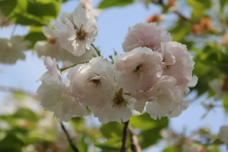 Prunus lannesiana 'Superba'