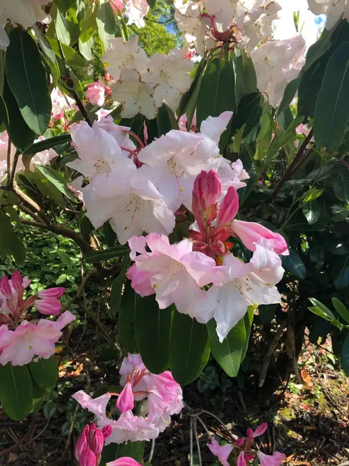 Rhododendron sinogrande 'Faggetter's Favourite'