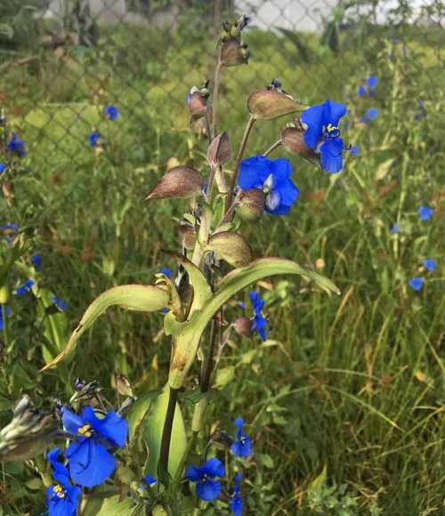 ツユクサ 154022822971179025.jpeg?x-oss-