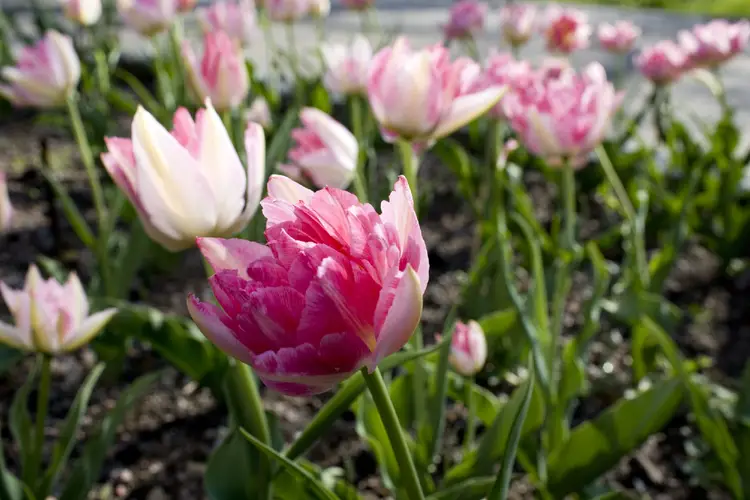 Tulips 'Peach Blossom'