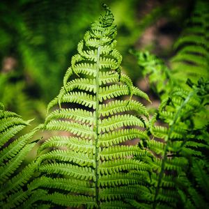 How to Grow and Care for New york fern