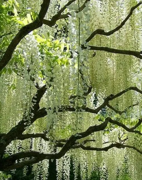 Japanese wisteria 'Alba'