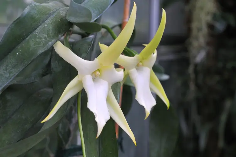 Darwin's orchid
