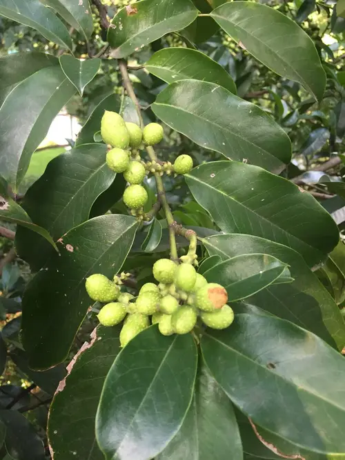 Magnolia chapensis