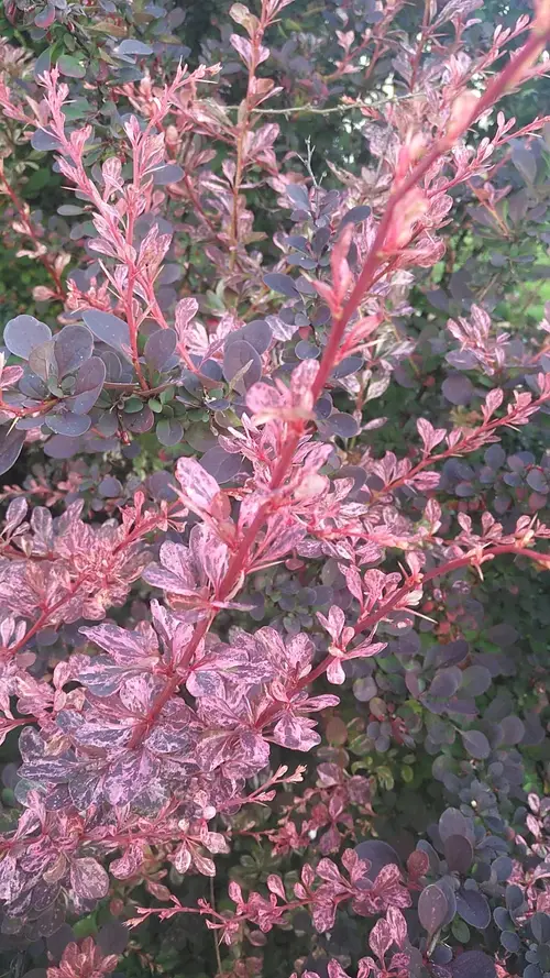 Japanese barberry 'Rose Glow'