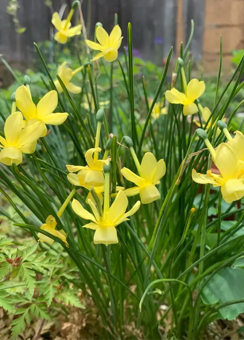 Daffodils 'April Tears'