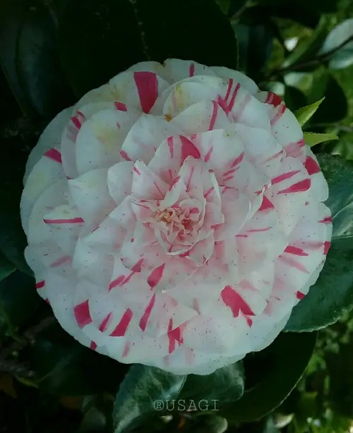 Japanese camellia 'Lavinia Maggi'