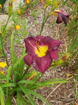 Hemerocallis 'Cinderella's Dark Side' - PictureThis