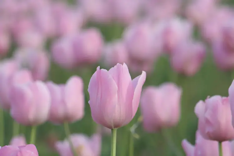 Tulips 'Pink Diamond'